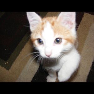 Meet your Posher, Cadence